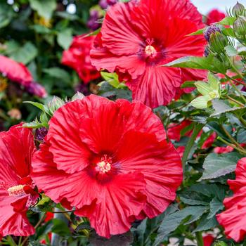 Hibiscus (Rose Mallow) - Summerific&reg; 'Garnet Globes'