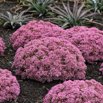 Sedum (Stonecrop) - Rock 'N Round&reg; 'Pride and Joy'