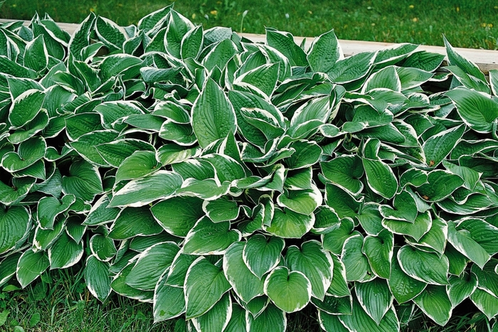 'Francee' Hosta, Plantain Lily - Hosta from Winding Creek Nursery