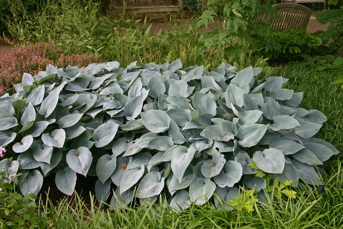 'Halcyon' Hosta, Plantain Lily - Hosta from Winding Creek Nursery