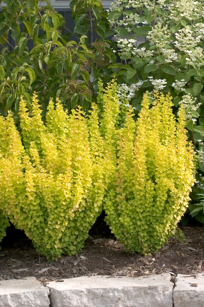 'Sunjoy Gold Pillar®' Barberry - Berberis thunbergii from Winding Creek Nursery