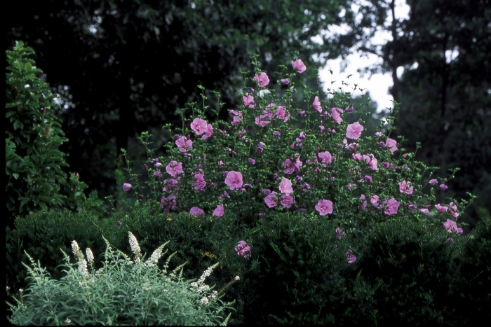 ''Lavender Chiffon®'' Rose Of Sharon - Hibiscus syriacus from Winding Creek Nursery