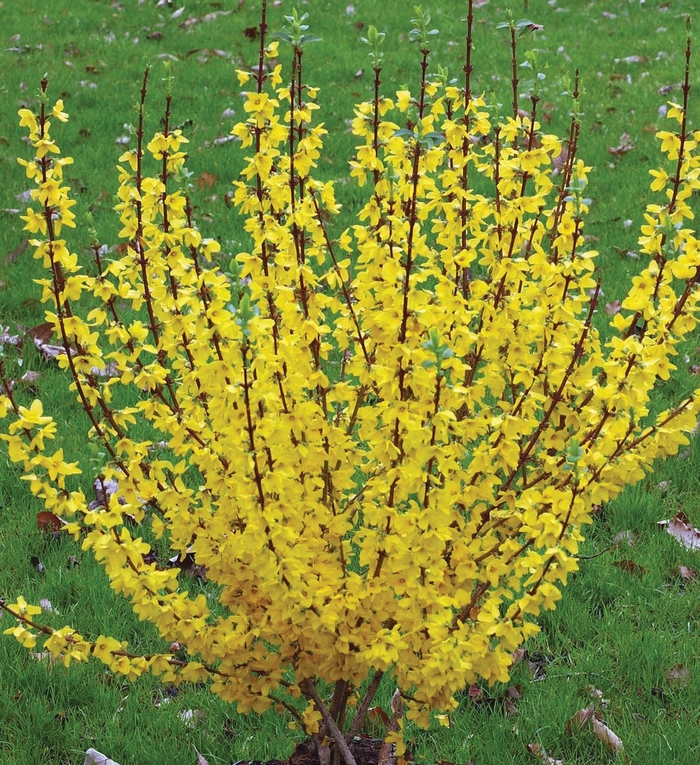Show Off® - Forsythia x intermedia from Winding Creek Nursery