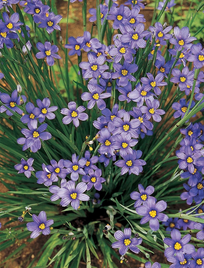 'Lucerne' Blue-Eyed Grass - Sisyrinchium angustifolium from Winding Creek Nursery
