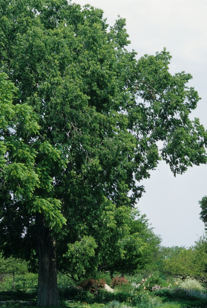 Hackberry - Celtis occidentalis from Winding Creek Nursery