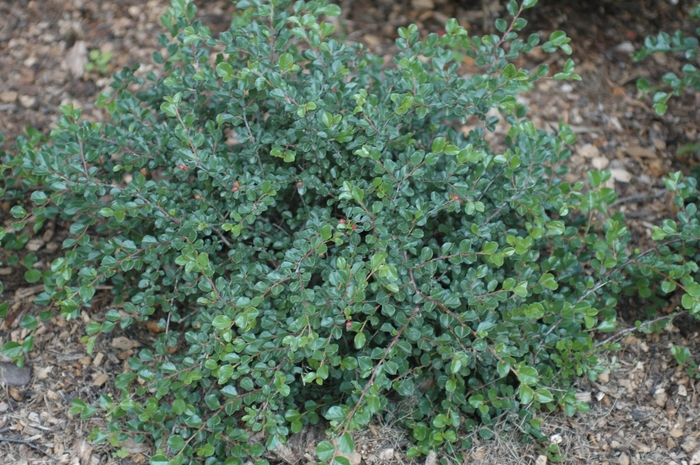 Cranberry Cotoneaster - Cotoneaster apiculatus from Winding Creek Nursery