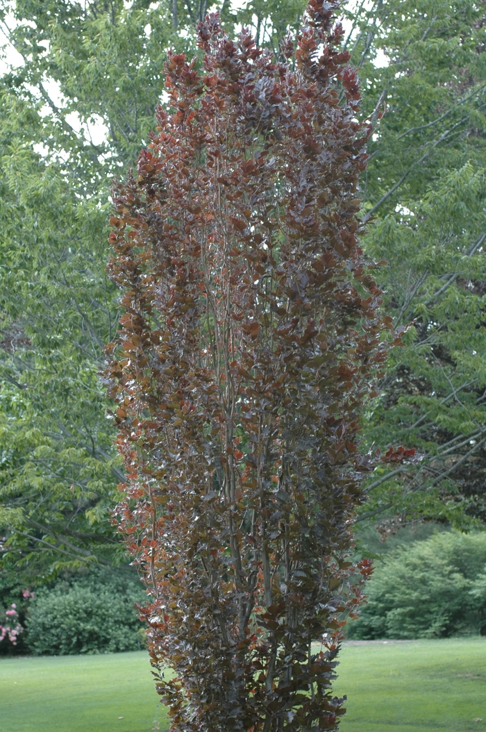 'Red Obelisk' European Beech - Fagus sylvatica from Winding Creek Nursery