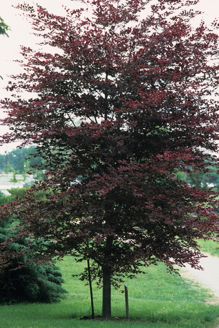 'Tricolor' Tricolor Beech - Fagus sylvatica from Winding Creek Nursery