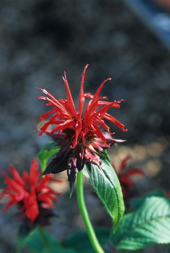 'Jacob Cline' Beebalm - Monarda from Winding Creek Nursery