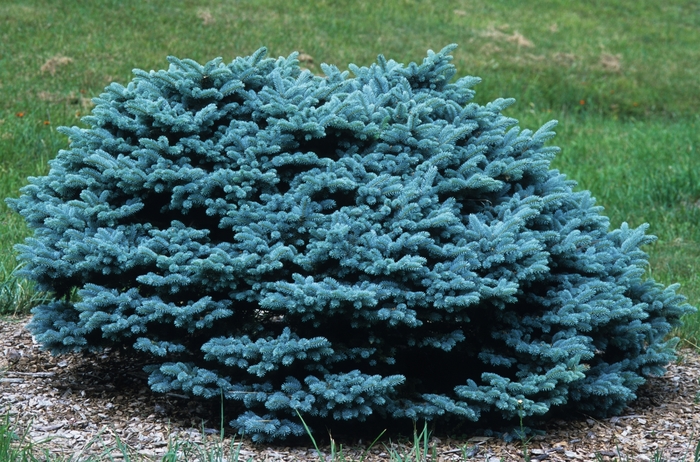 'Glauca Globosa' Dwarf Globe Blue Spruce - Picea pungens from Winding Creek Nursery