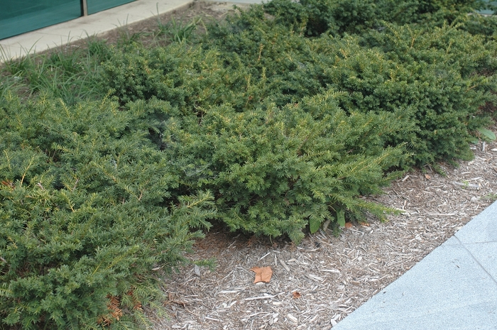 'Everlow' Spreading Yew - Taxus x media from Winding Creek Nursery