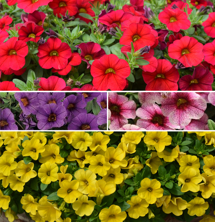 Cabaret® 'Multiple Varieties' - Calibrachoa from Winding Creek Nursery