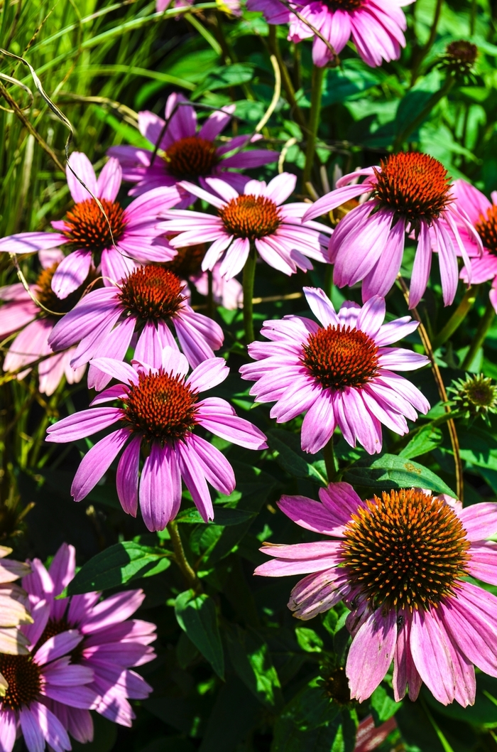 'Magnus' Coneflower - Echinacea purpurea from Winding Creek Nursery