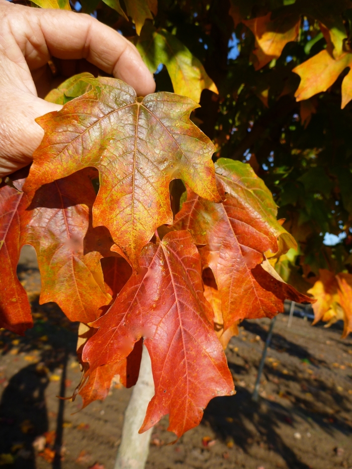 'Fall Fiesta&reg;' Sugar Maple - Acer saccharum from Winding Creek Nursery