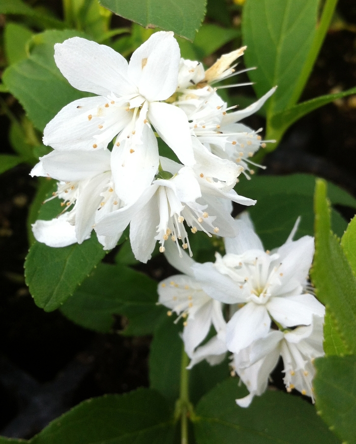 Slender Deutzia - Deutzia gracilis from Winding Creek Nursery
