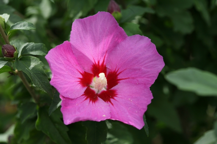 'Lil' Kim&reg; Violet' Rose of Sharon - HIbiscus syriacus from Winding Creek Nursery