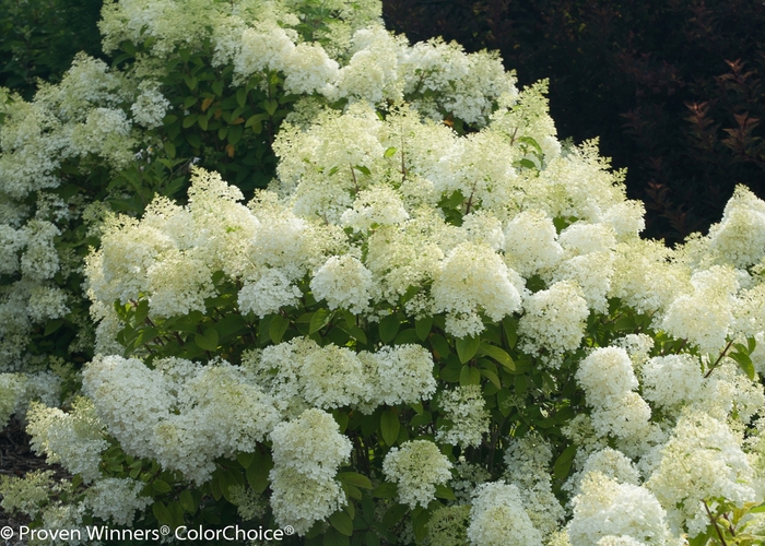 'Bobo®' Panicle Hydrangea - Hydrangea paniculata from Winding Creek Nursery