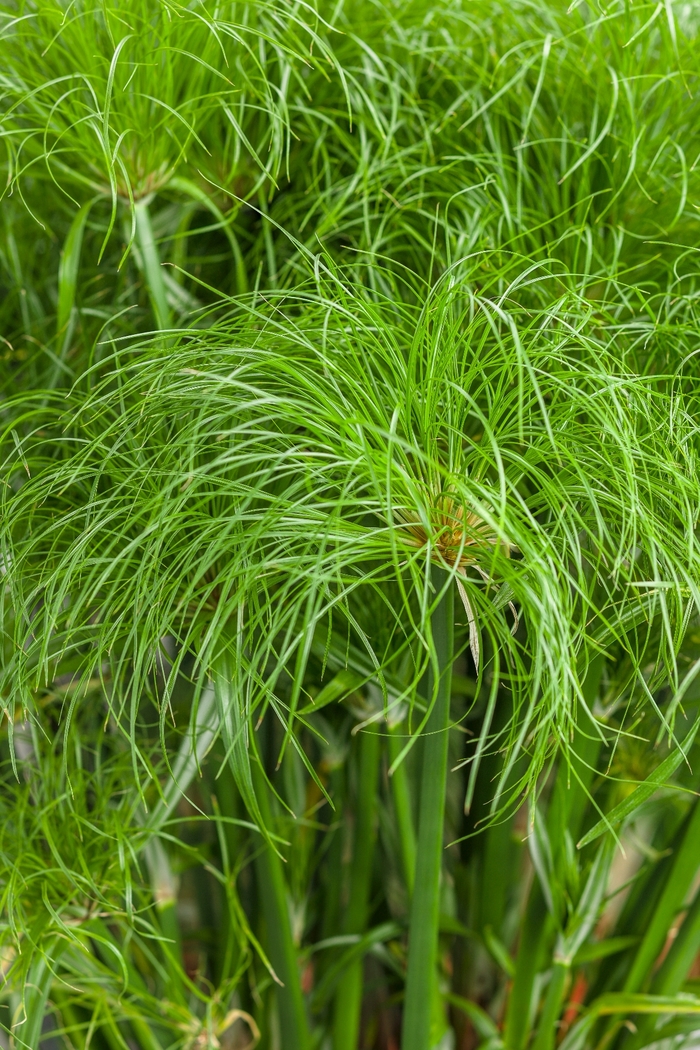 Graceful Grasses® 'Prince Tut™' - Cyperus papyrus (Dwarf Egyptian Papyrus) from Winding Creek Nursery