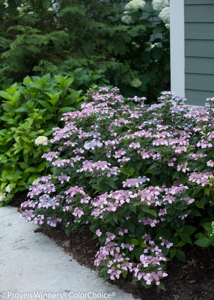'Tiny Tuff Stuff&trade;' Mountain Hydrangea - Hydrangea serrata from Winding Creek Nursery