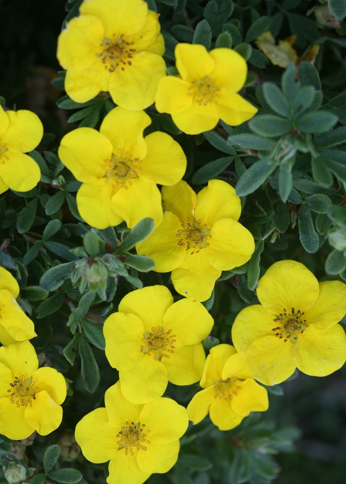 Happy Face® 'Yellow' - Potentilla fruticosa from Winding Creek Nursery