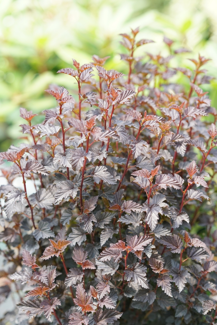Summer Wine® Black - Physocarpus opulifolius (Ninebark) from Winding Creek Nursery