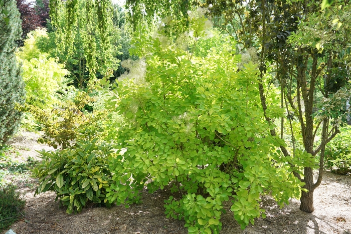 'Winecraft Gold®' Smokebush - Cotinus coggygria from Winding Creek Nursery