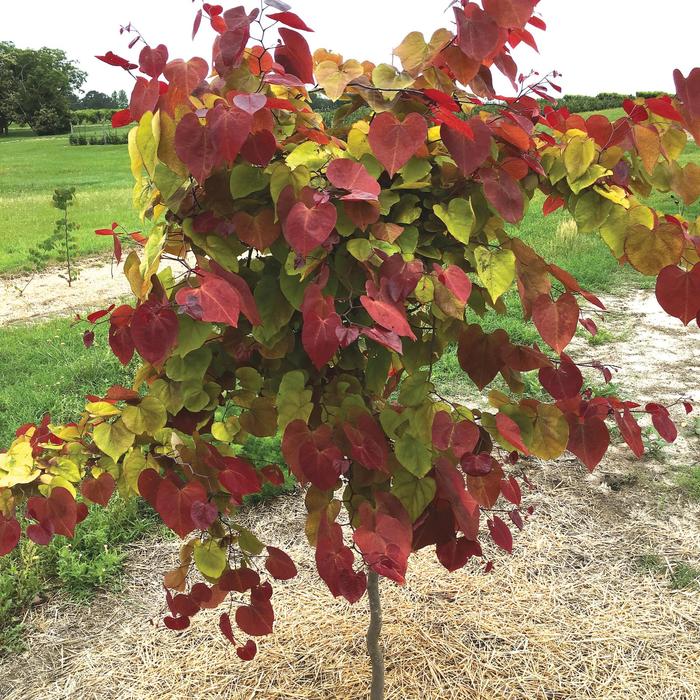 'Flame Thrower®' Redbud - Cercis canadensis from Winding Creek Nursery