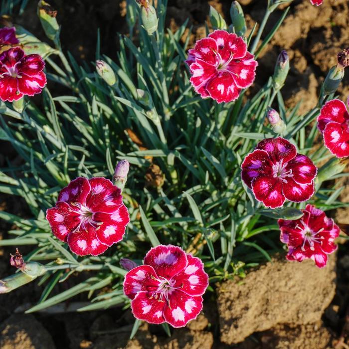 Mountain Frost&trade; 'Ruby Glitter' - Dianthus (China Pinks, Cheddar Pinks) from Winding Creek Nursery