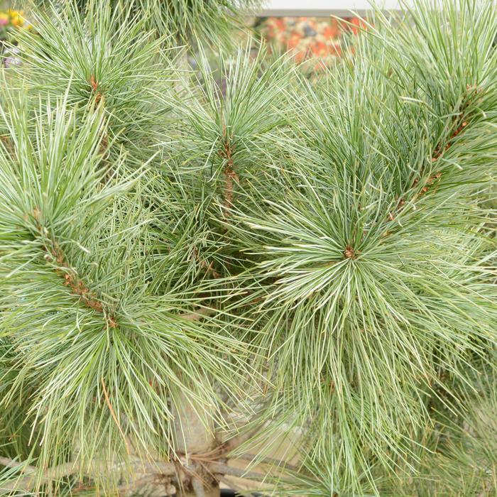 'Domingo' Limber Pine - Pinus strobus x ayacahuite from Winding Creek Nursery