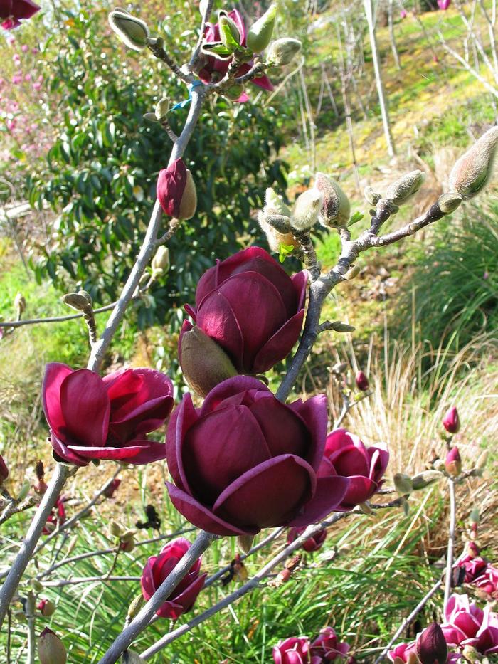 'Genie' - Magnolia from Winding Creek Nursery