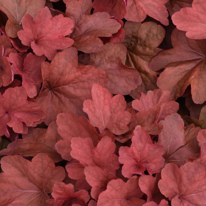 'Carnival Cinnamon Stick' Coral Bell - Heuchera from Winding Creek Nursery