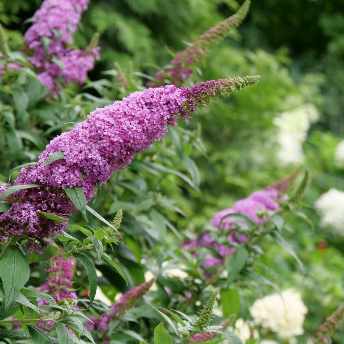 'Pugster Pinker&reg;' Butterfly Bush - Buddleia from Winding Creek Nursery