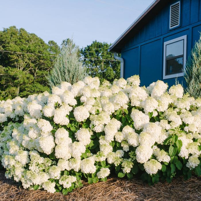 Little Hottie® - Hydrangea paniculata from Winding Creek Nursery