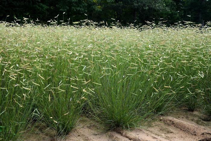 'Blonde Ambition' Blue Grama Grass - Bouteloua gracilis from Winding Creek Nursery