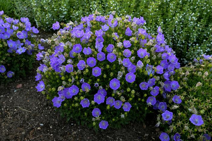 'Rapido Blue' Bellflower - Campanula carpatica from Winding Creek Nursery