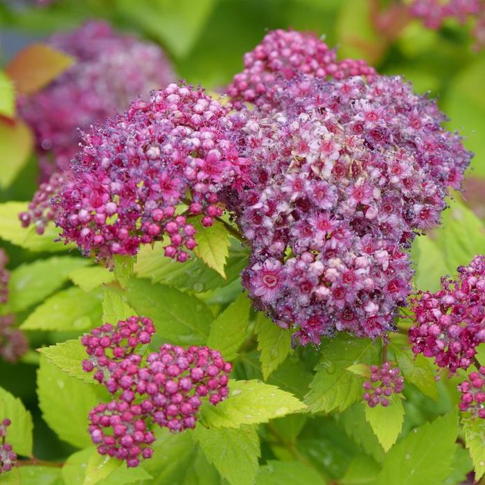 Double Play Dolly® - Spiraea japonica (Spirea) from Winding Creek Nursery