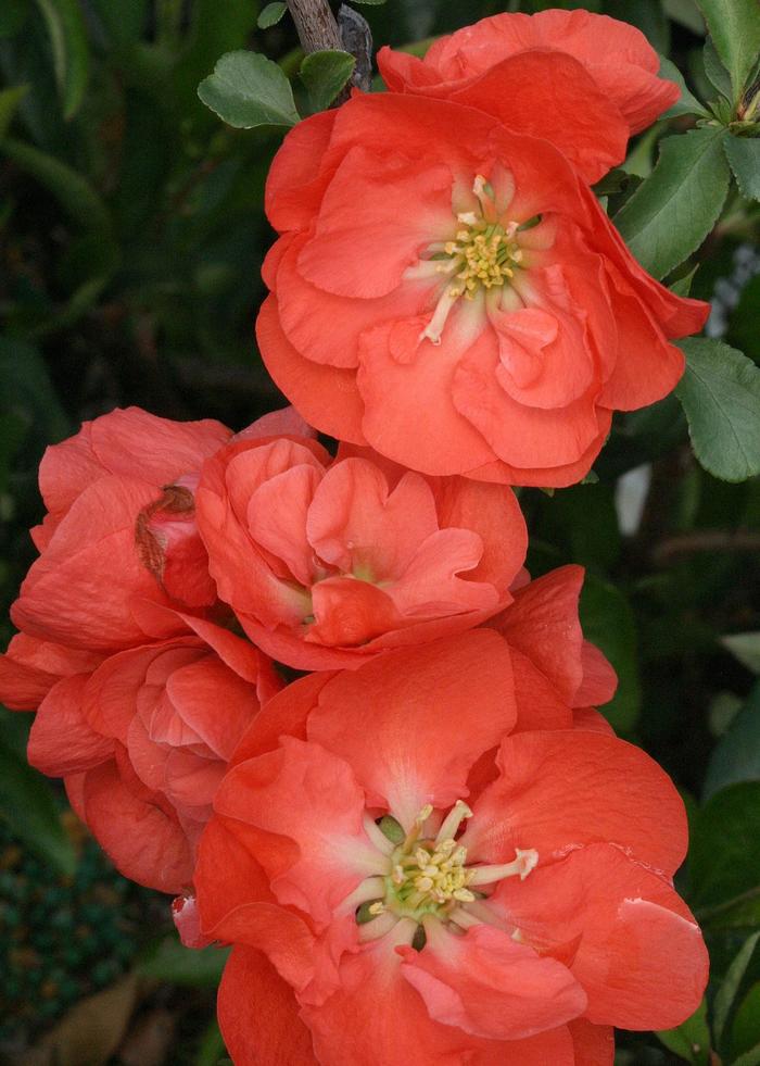 Double Take&reg; 'Orange' - Chaenomeles speciosa (Quince) from Winding Creek Nursery