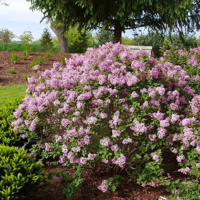 Bloomerang Purpink® - Syringa x pubescens (Lilac) from Winding Creek Nursery