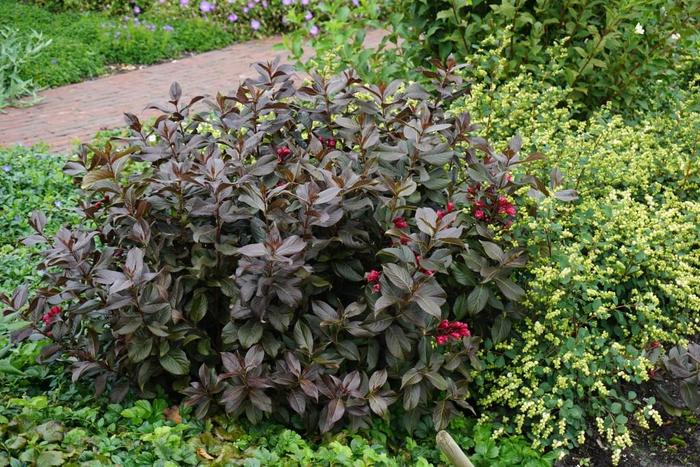Shining Sensation&trade; - Weigela florida from Winding Creek Nursery