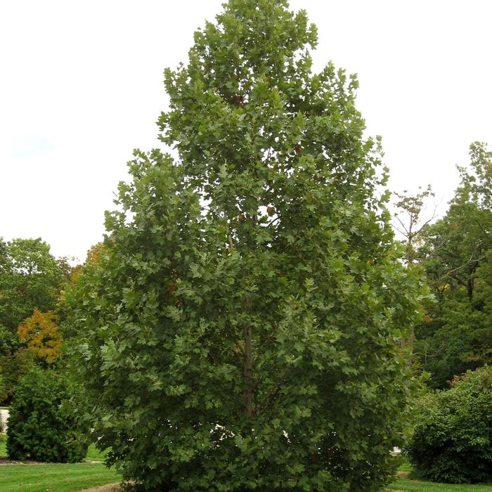 'Exclamation!&trade;' London Planetree - Platanus x acerifolia from Winding Creek Nursery
