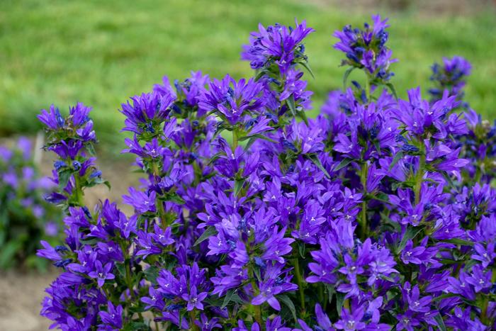 'Bells and Whistles' Clustered Bellflower - Campanula glomerata from Winding Creek Nursery