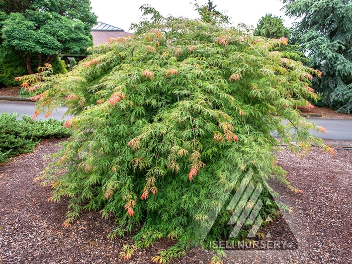 'Ice Dragon™' Maple - Acer x pseudosieboldianum from Winding Creek Nursery