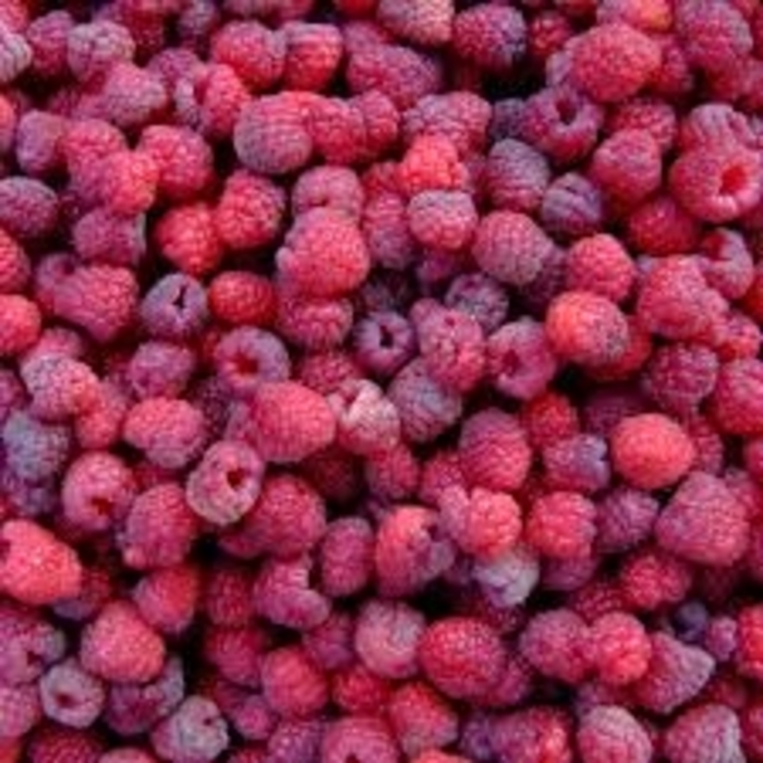 'Royalty' Raspberry - Rubus ''Royalty'' from Winding Creek Nursery