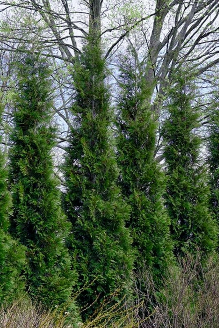 'American Pillar' Arborvitae - Thuja occidentalis from Winding Creek Nursery