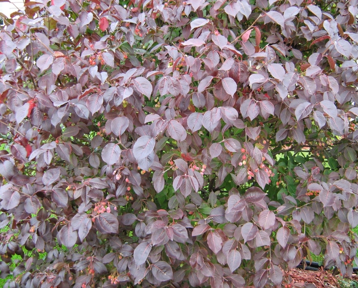 Forest Rouge™ Blackhaw Viburnum Tree - Viburnum prunifolium 'McKRouge' from Winding Creek Nursery