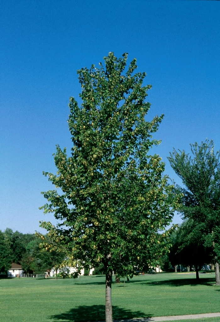 'Frontyard®' Linden - Tilia americana from Winding Creek Nursery