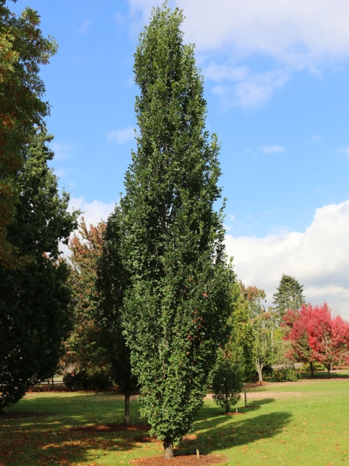 'Skinny Genes®' Oak - Quercus robur x alba from Winding Creek Nursery