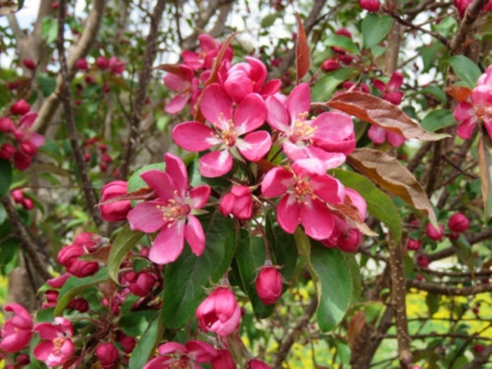 Courageous™ Crabapple - Malus from Winding Creek Nursery