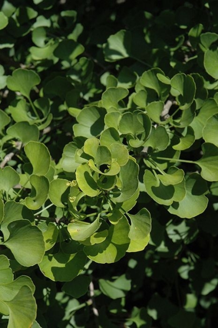 Jade Butterfly Ginkgo - Ginkgo biloba ''Jade Butterfly'' from Winding Creek Nursery