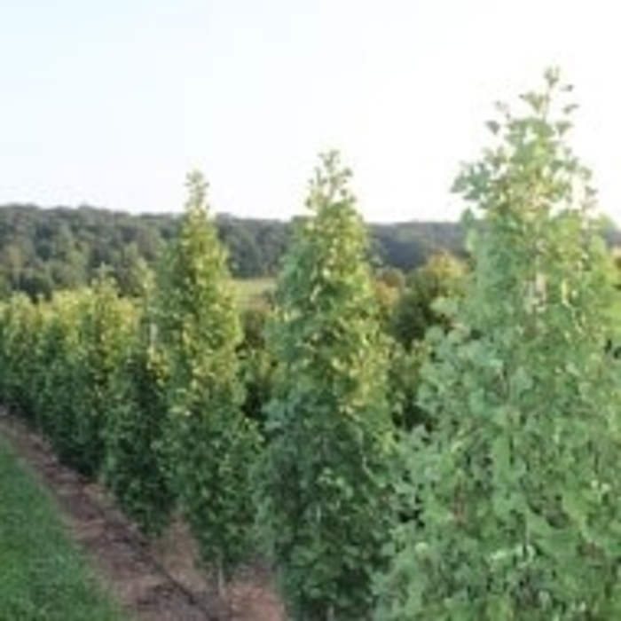‘Folkert’s Select’ Dwarf Ginkgo - Ginkgo biloba '‘Folkert’s Select’' from Winding Creek Nursery